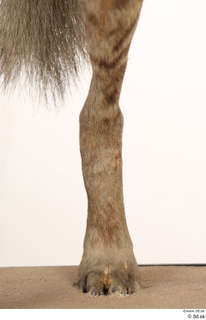 Striped Hyena Hyaena hyaena leg 0031.jpg